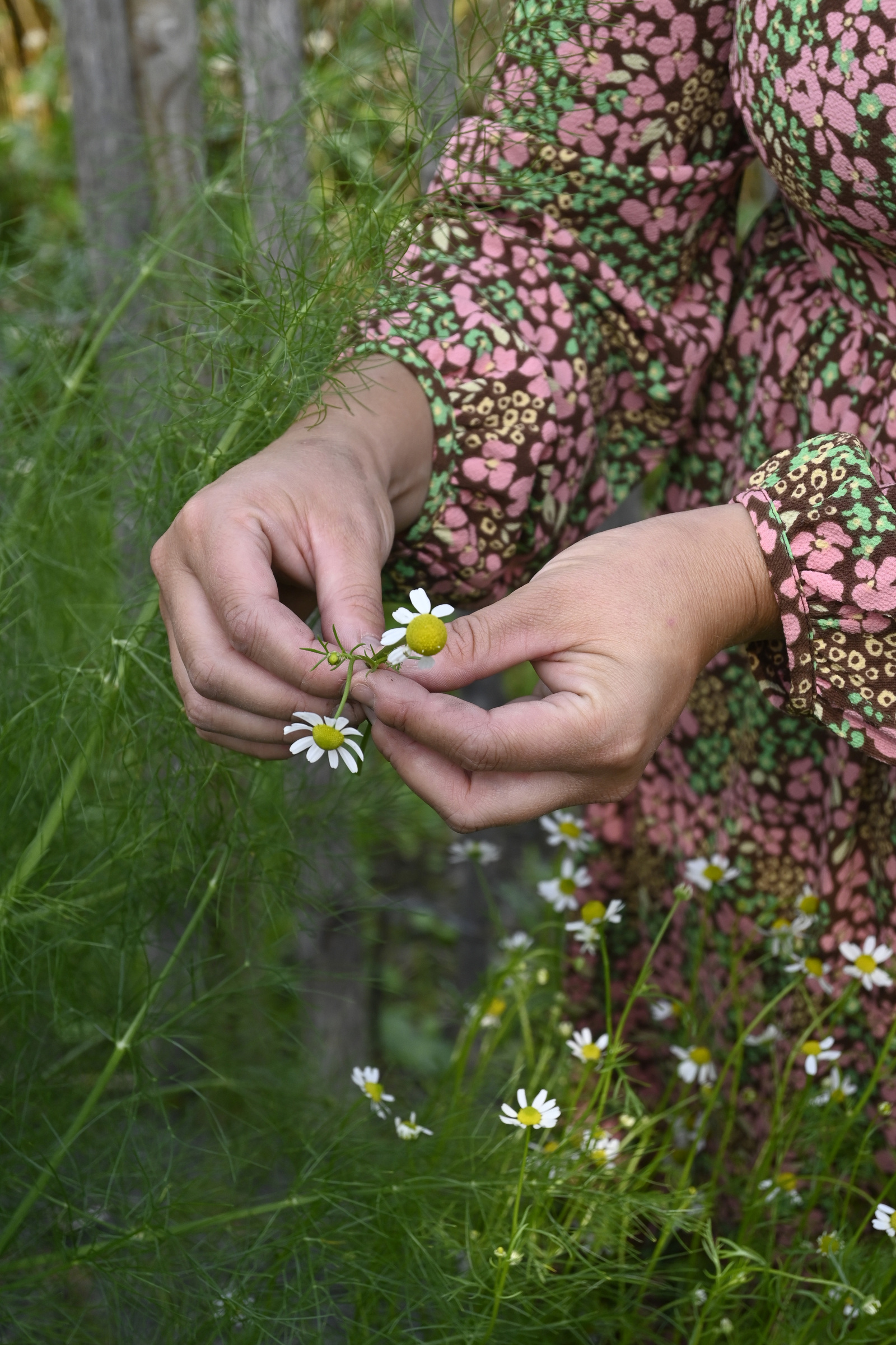 Kamomill, Organic, v22