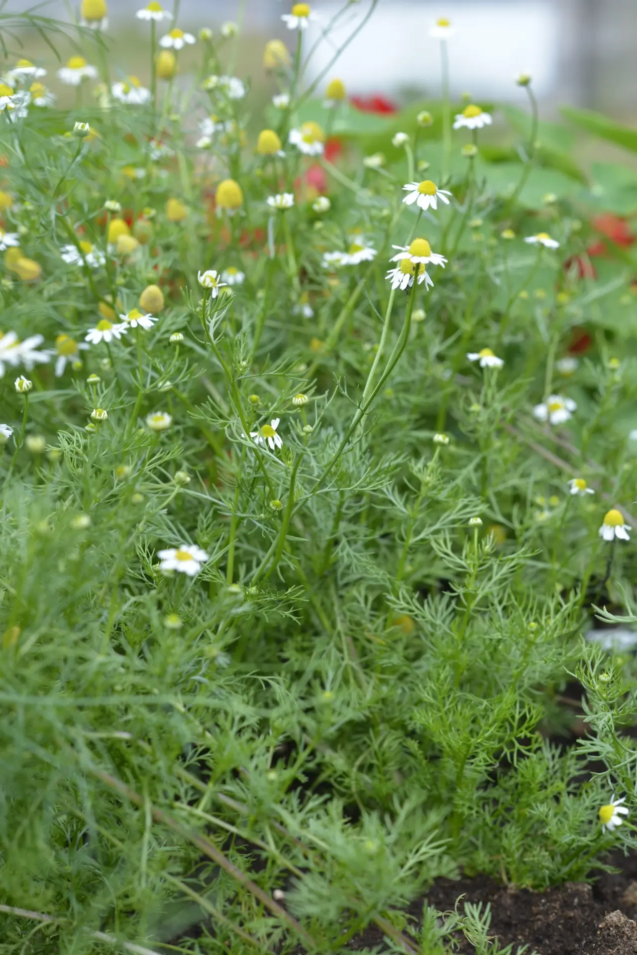 Kamomill, Organic, v22