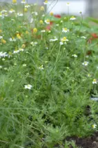 Kamomill, Organic, v22