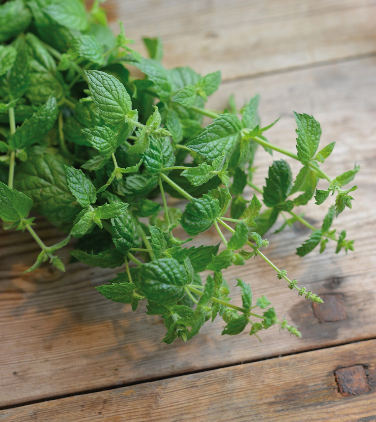 Mynta, Peppar-, Multimenta, v26