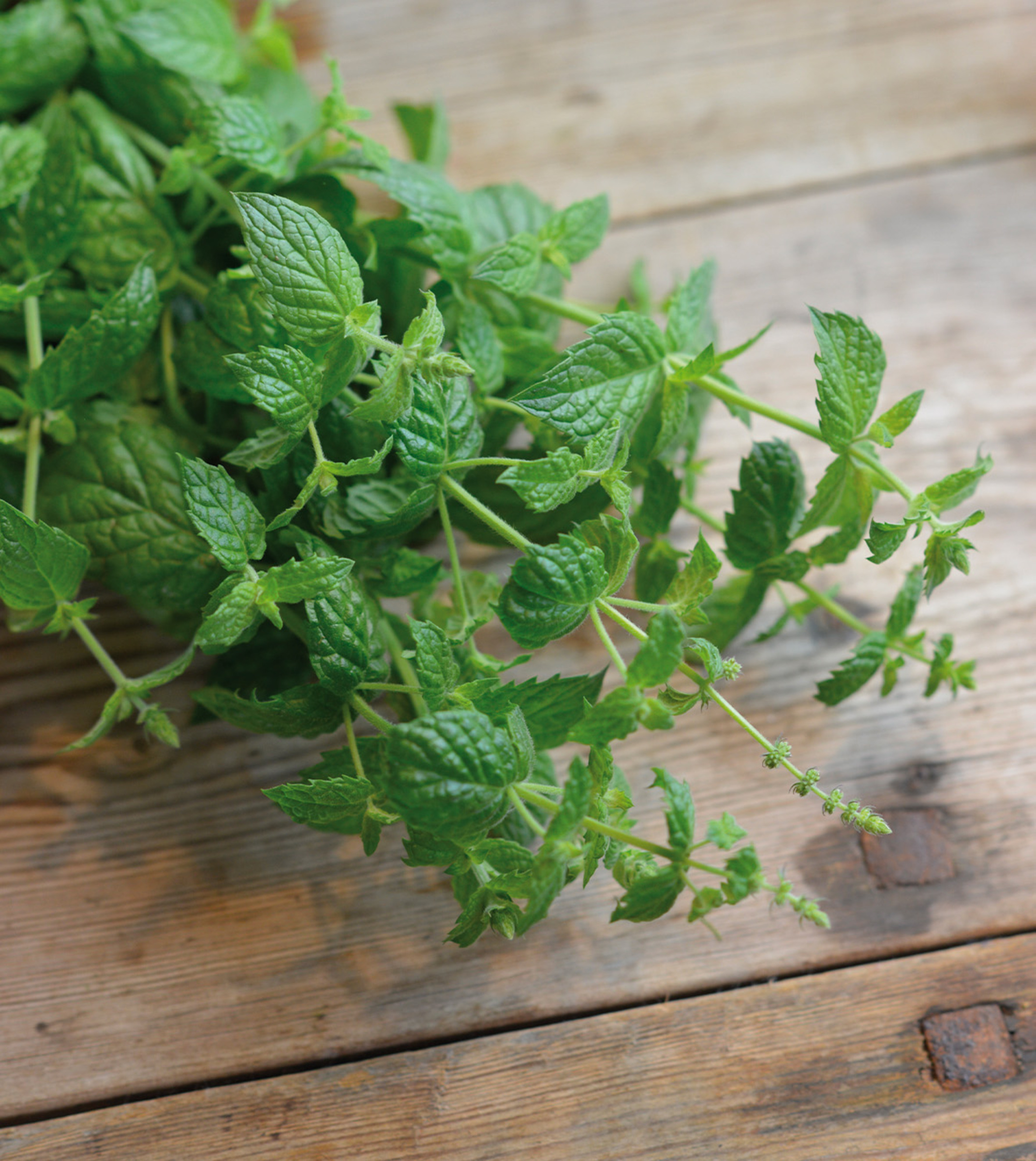 Mynta, Peppar-, Multimenta, v26