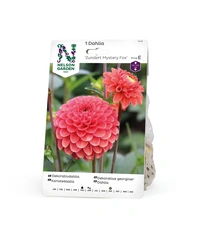 Dahlia Hög boll Zundert Mystery Fox 1 st