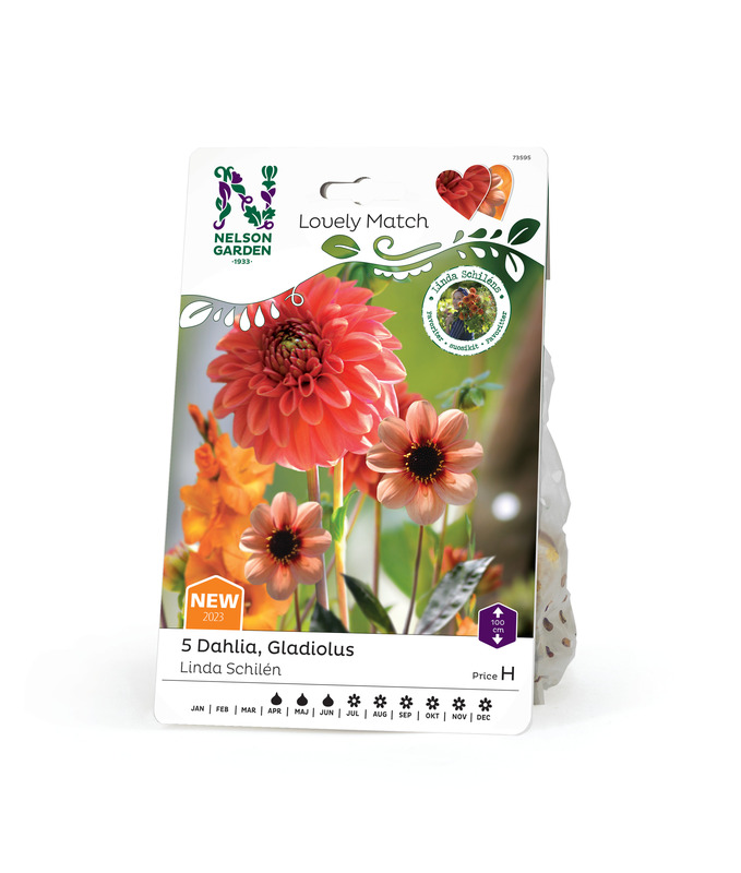 Dahlia, Gladiol, Linda S 2023, LM 5st