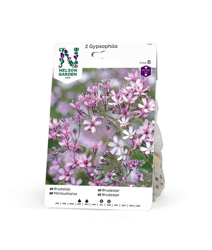 Brudslöja, Gypsophila paniculata, rosa 2st