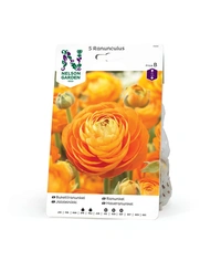 Ranunkel, Ranunculus, orange 5st