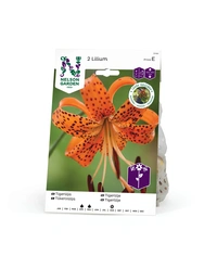 Lilja, Tiger-, lancifolium, orange 2st