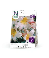 Lilja, Kungs-, Regale, vit 1st