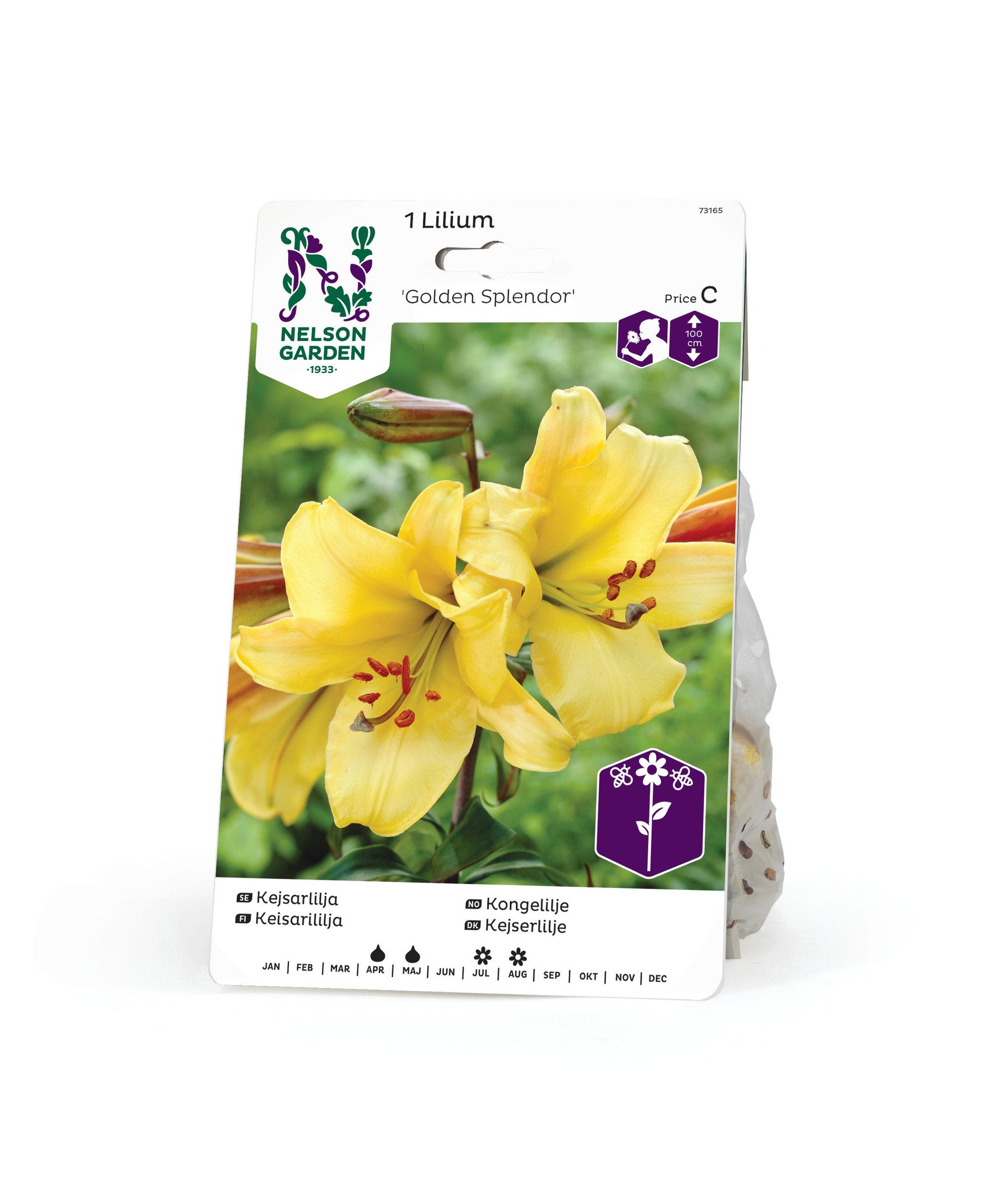 Lilja, Kejsar-, Golden Splendor 1st