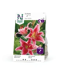 Lilja orient, Stargazer 2st