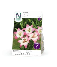 Lilja asiat, Levi 2st