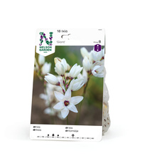 Ixia, Giant 18st