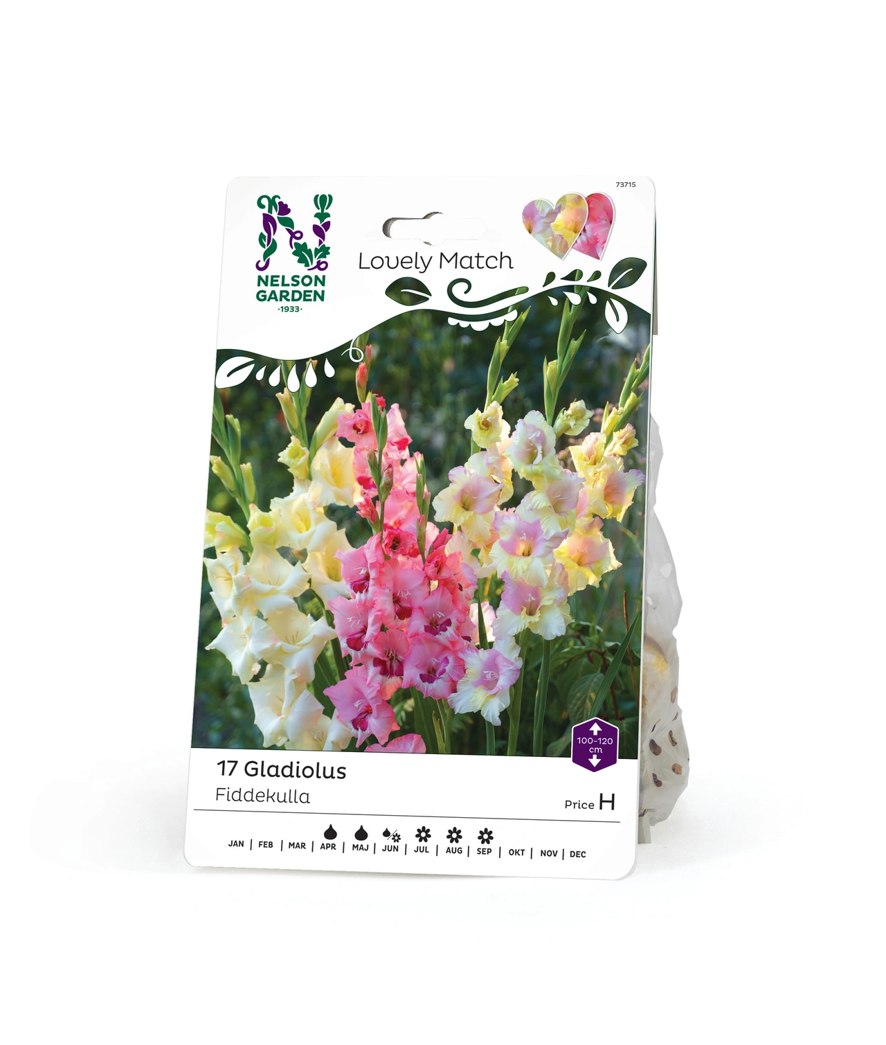 Gladiolus, Fiddekulla, Lovely Match 17st