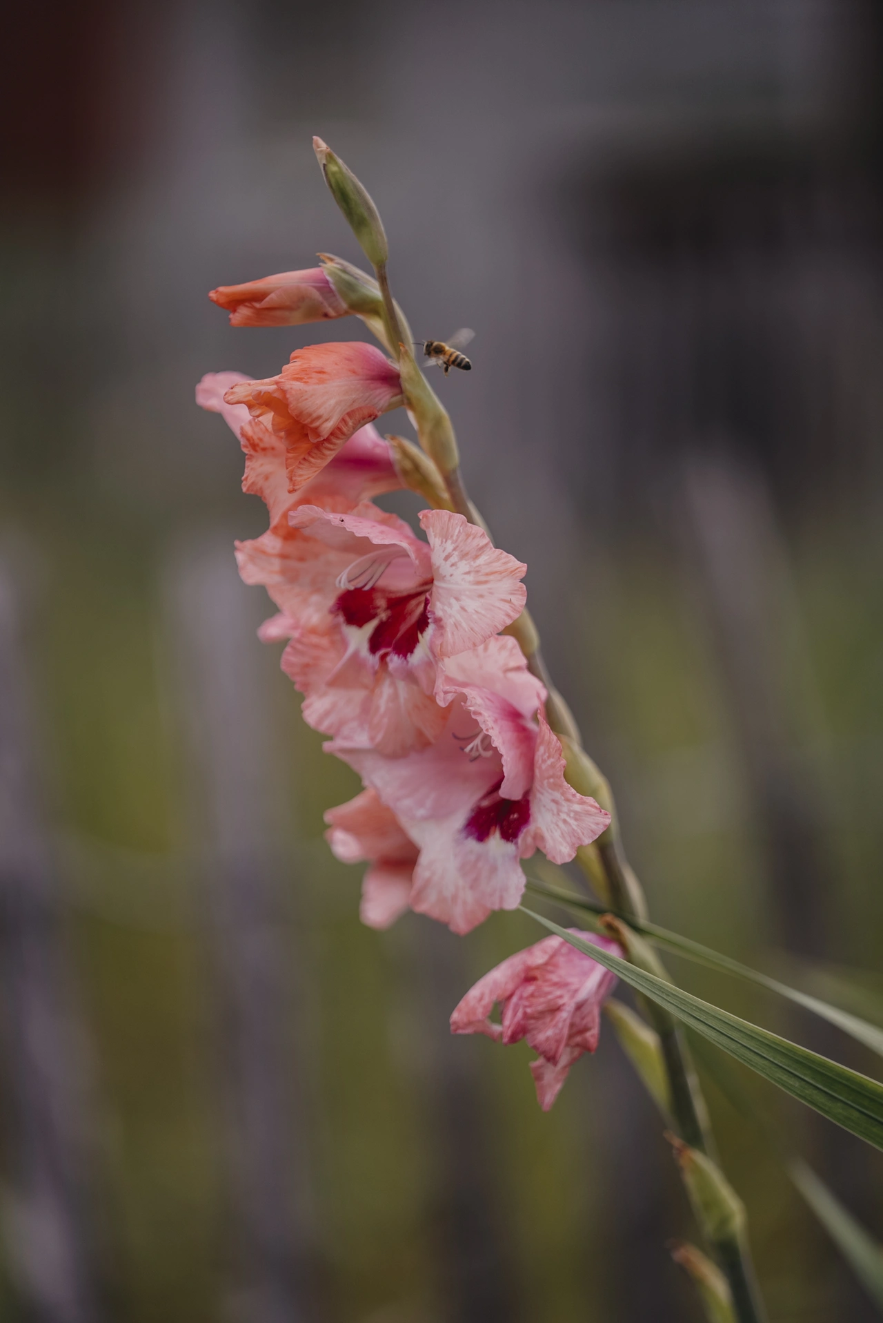 Gladiolus, Fiddekulla, Lovely Match 17st