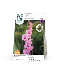 Gladiol, Storblom. Wine and Roses, rosa 6st