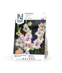 Gladiol, Storblom. Mon Amour, rosavit 6st
