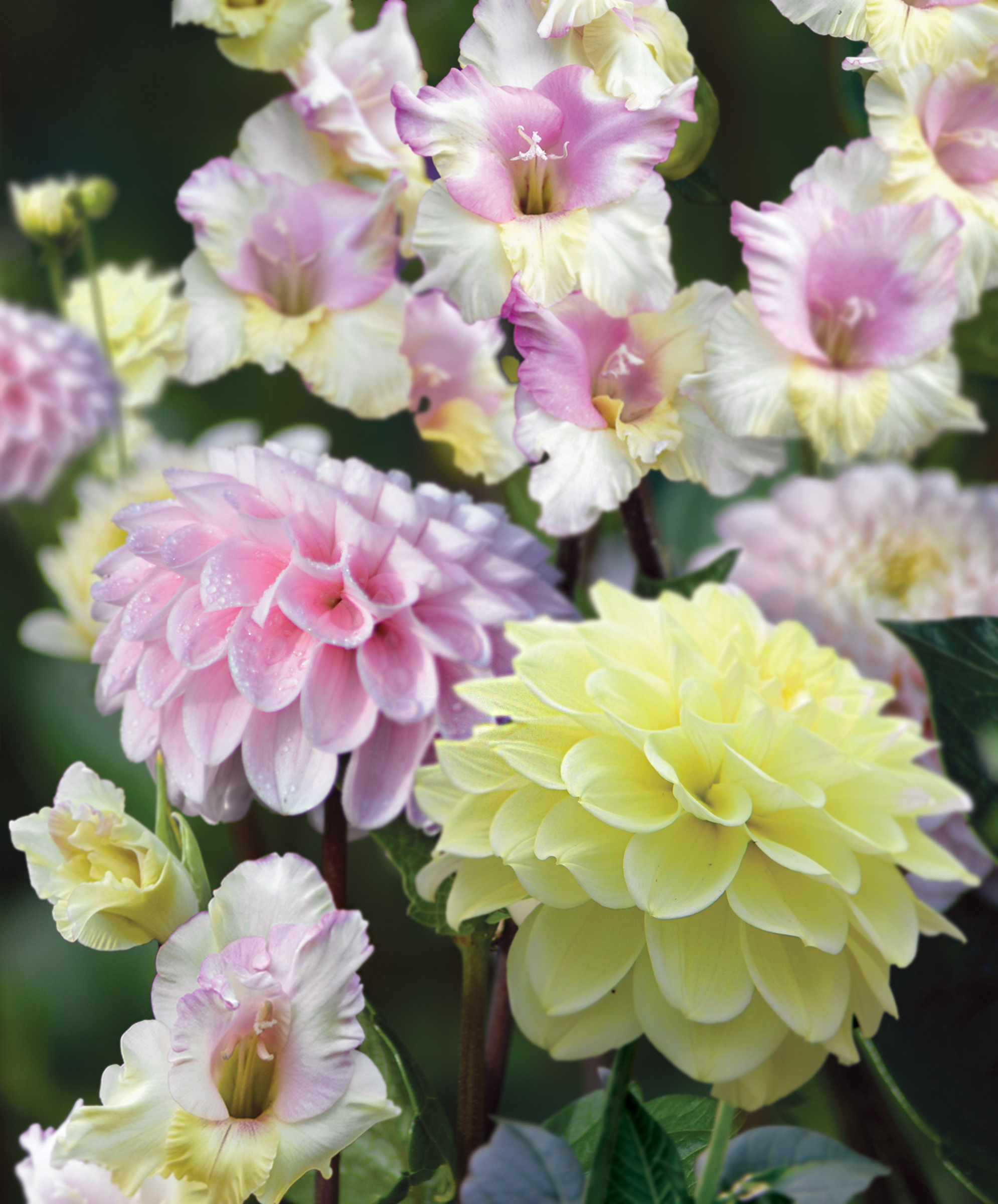 Dahlia, Gladiol, Rebecka's Dream LM 5st