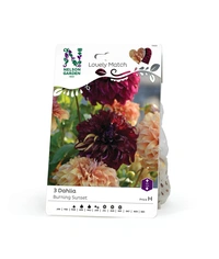 Dahlia, Burning Sunset, Lovely Match 3st