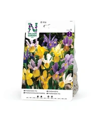 Iris, Holländsk, bland. färger 8st