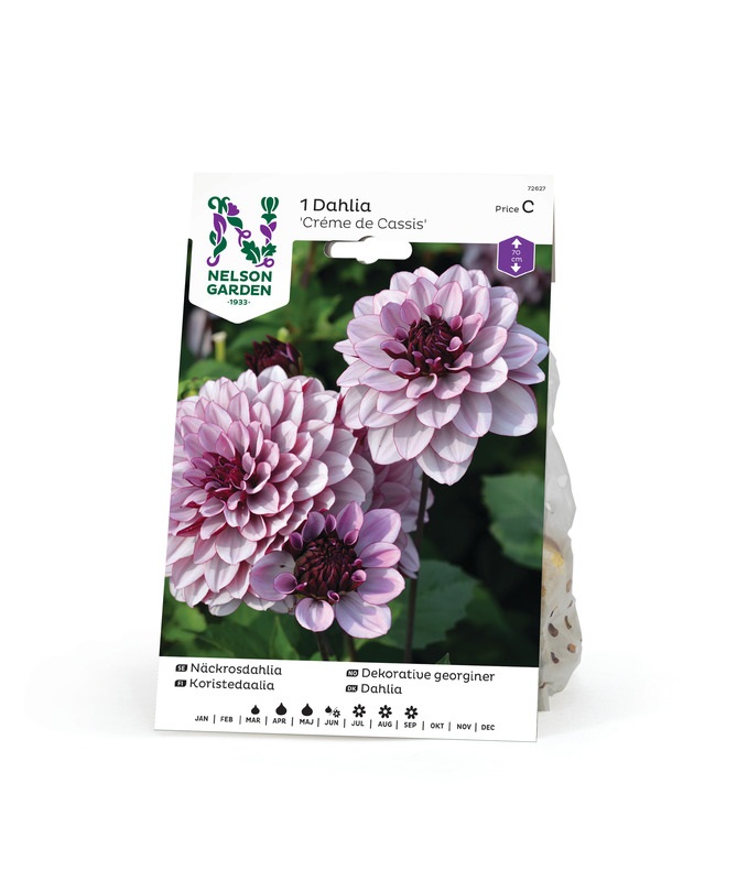 Dahlia Låg näckros, Créme de Cassis, vin 1st