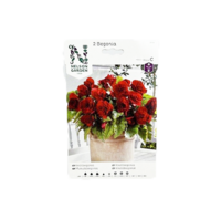 Begonia dubbel storbl Röd 2st