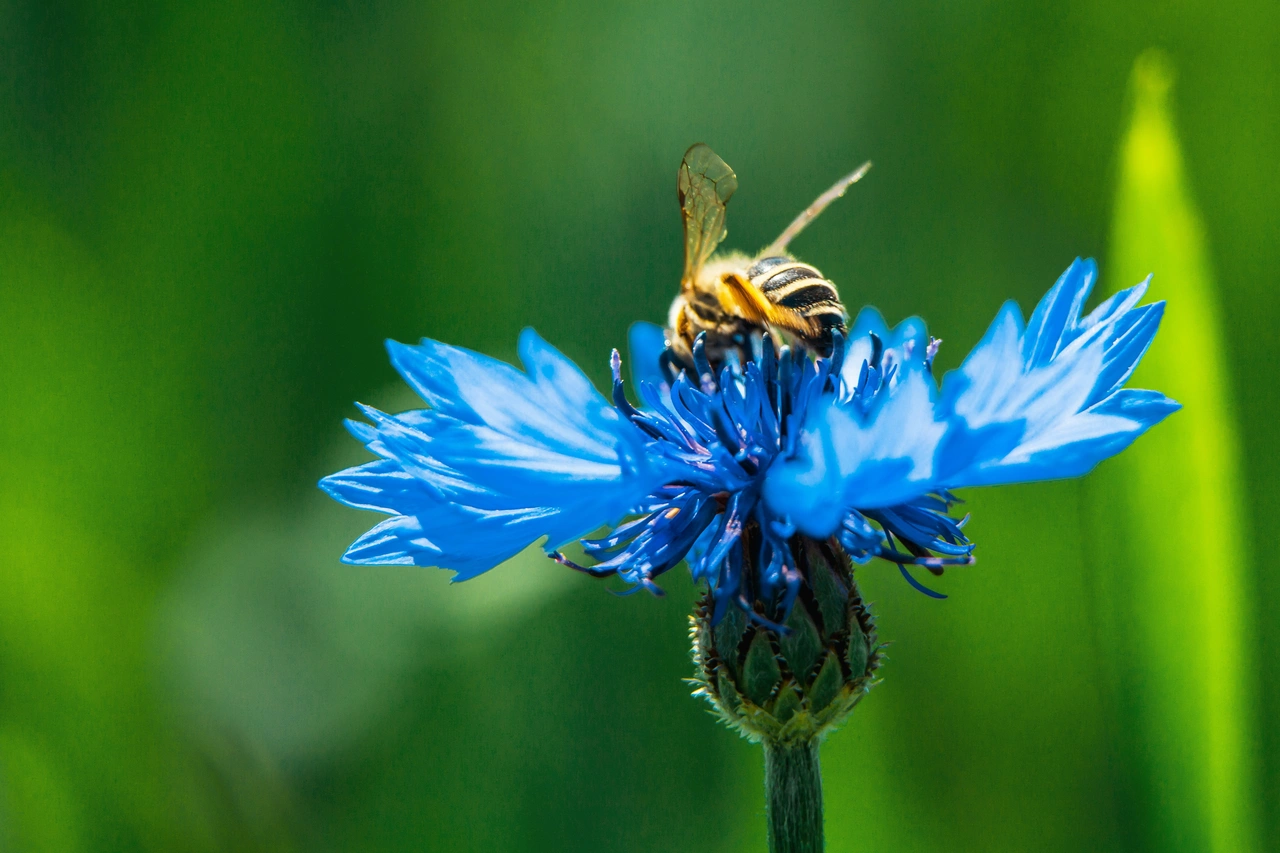 Centaurea Blue Boy Blåklint 100 gram (20-50g/100kvm)
