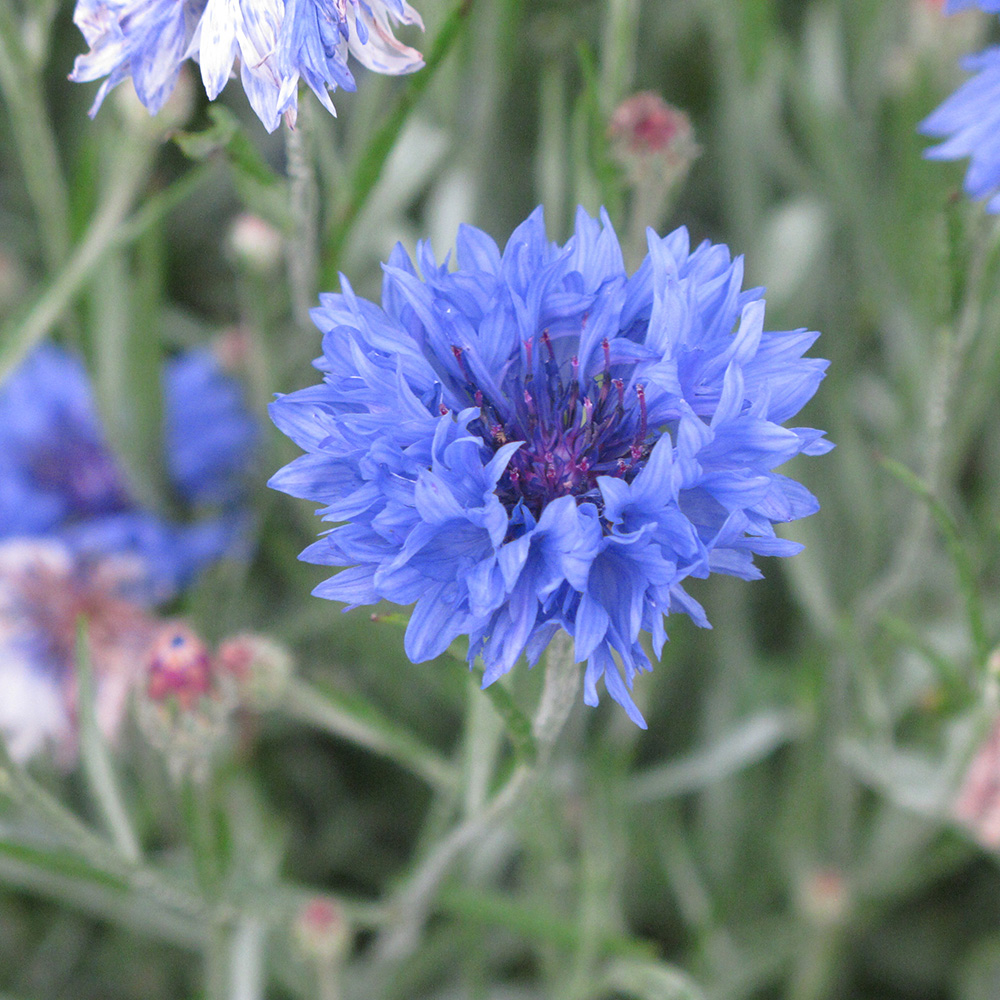 Centaurea Blue Boy Blåklint 100 gram (20-50g/100kvm)