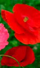 Papaver rhoeas Red Single Kornvallmo 100 gram