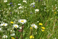Skånefrö Ängsfrö utan gräs 120, 1KG