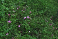 Skånefrö Ängsfrö Skuggblandning 113 100g