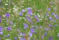 Skånefrö Ängsfrö Normaläng 101 100g