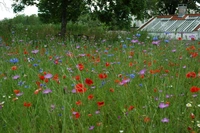 Skånefrö Ängsfrö Blomsteråkerfrö 111 1KG