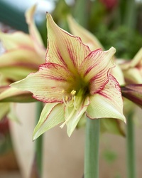Amaryllis Magic Green 30/32