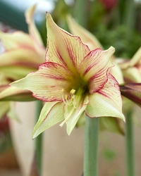 Amaryllis Magic Green 30/32