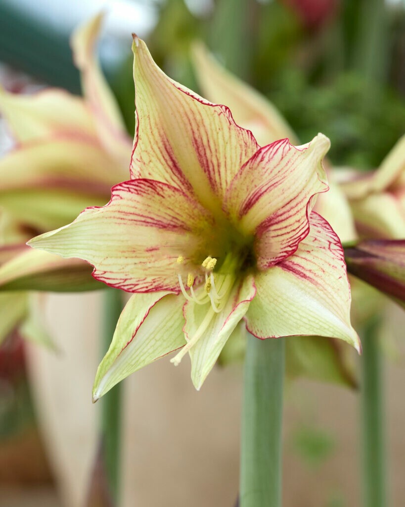 Amaryllis Magic Green 30/32