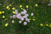 Ängsfrö Torr Havsstrandäng 115 100g