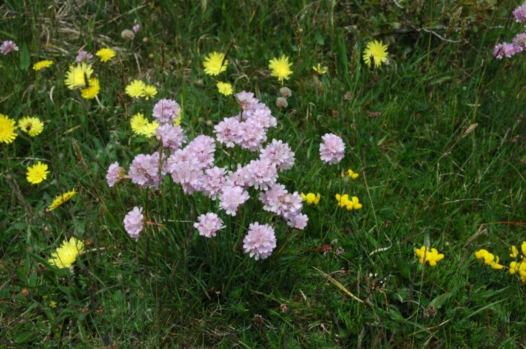 Ängsfrö Torr Havsstrandäng 115 100g
